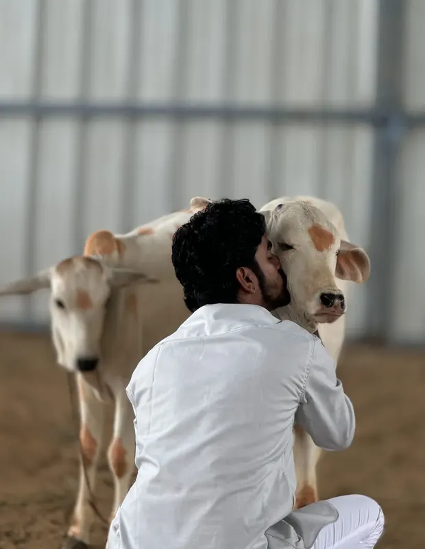 Devotees offering fodder during Gau Seva visit